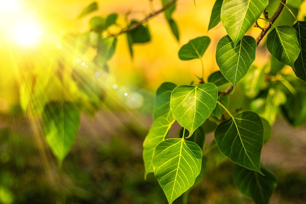 Nahaufnahme von frischem grünem Bo-Blatt mit Sonnenlicht am Morgen. Bodhi-Pipal-Baum Baumblätter