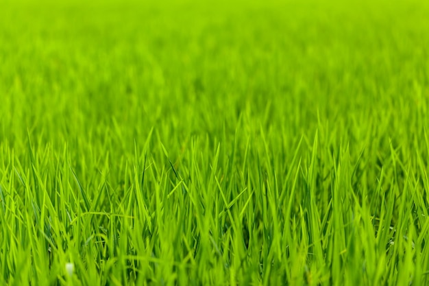 Nahaufnahme von frischem grünem Gras auf dem Feld.