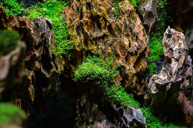 Nahaufnahme von frischem grünem Moos im Gewächshaus auf unscharfem Hintergrund mit selektivem Fokus. Das Bild wurde im Botanischen Garten aufgenommen. Moskau, Russland.