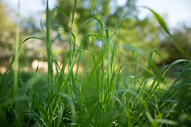 Nahaufnahme von frischem grünen Gras auf dem Rasen, der im Sommer wächst