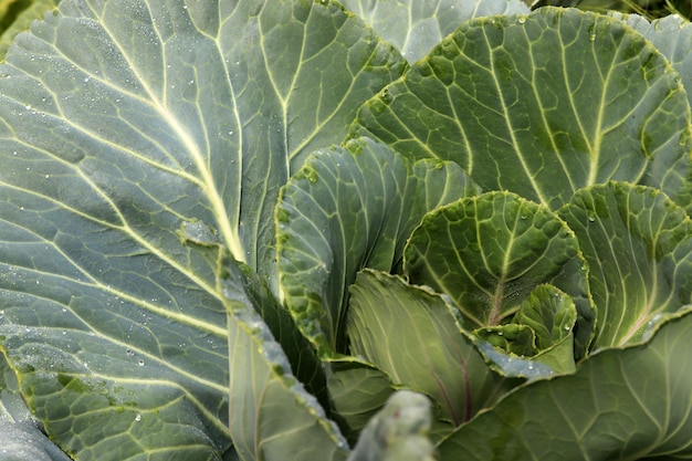 Nahaufnahme von frischem Kohl Bio-Kohl vom Bauernhof Anbau von gesundem Gemüse