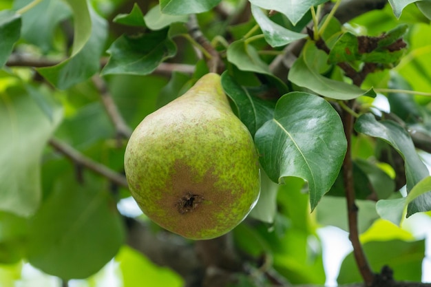 Nahaufnahme von frischen Bio-Birnen am Baum