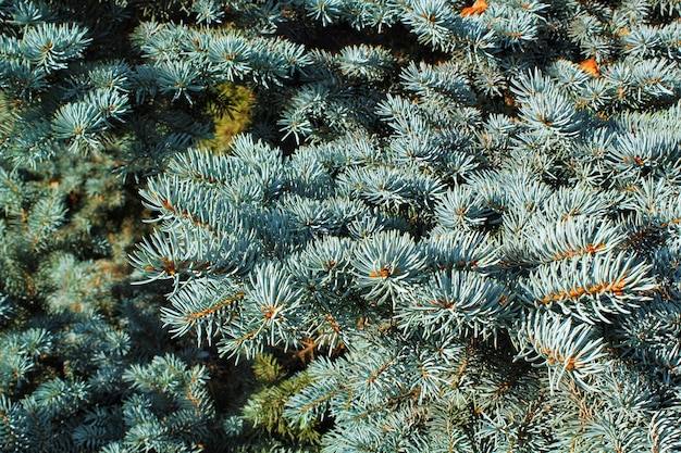 Nahaufnahme von frischen blauen Fichtenzweigen. Komposition Picea Pungens Landschaftsgestaltung im japanischen Garten. N / A