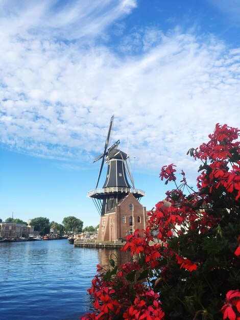 Foto nahaufnahme von frischen blumen gegen den himmel