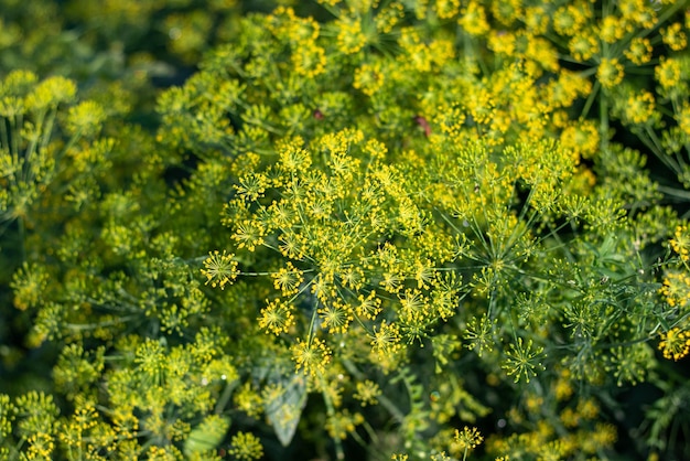 Nahaufnahme von frischen Dillblumen