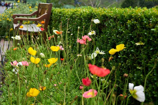 Nahaufnahme von frischen gelben Blumen auf dem Feld