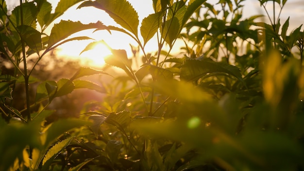 Nahaufnahme von frischen Grünpflanzen mit Sonnenlicht am Abend