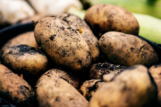 Nahaufnahme von frischen organischen Kartoffeln