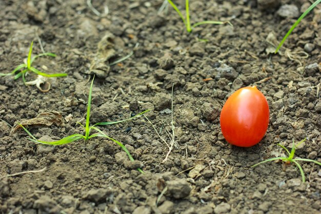 Nahaufnahme von frischen, reifen Tomaten auf Bodenhintergrund