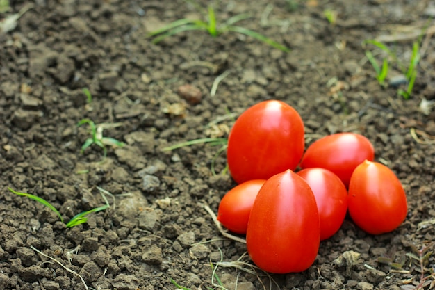 Nahaufnahme von frischen, reifen tomaten auf bodenhintergrund