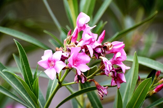 Nahaufnahme von frischen rosa Blumen