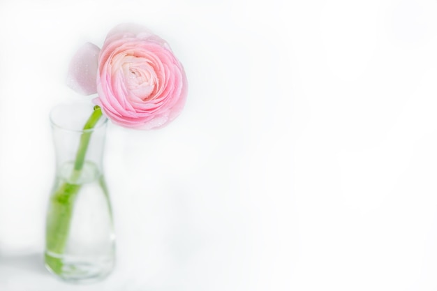 Nahaufnahme von frischen rosa Rosenblüten mit Wassertropfen. Grußkarte. Platz kopieren