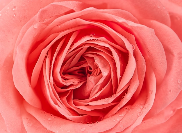 Nahaufnahme von frischen rosa Rosenblüten mit Wassertropfen