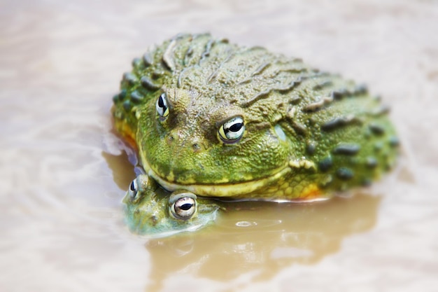 Nahaufnahme von Fröschen im Wasser