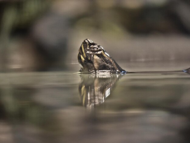 Foto nahaufnahme von frosch.