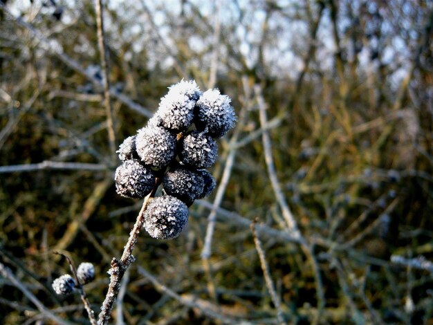 Foto nahaufnahme von frost auf beeren, die auf dem feld wachsen