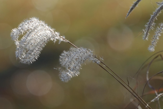 Foto nahaufnahme von frost auf der pflanze