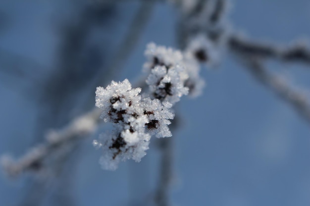 Nahaufnahme von Frost auf der Pflanze