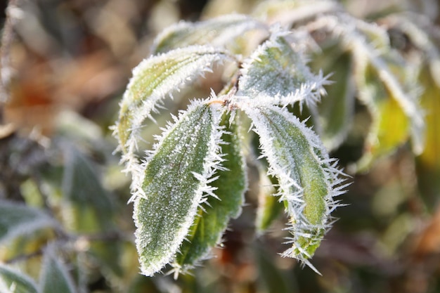 Nahaufnahme von frostigen Blättern