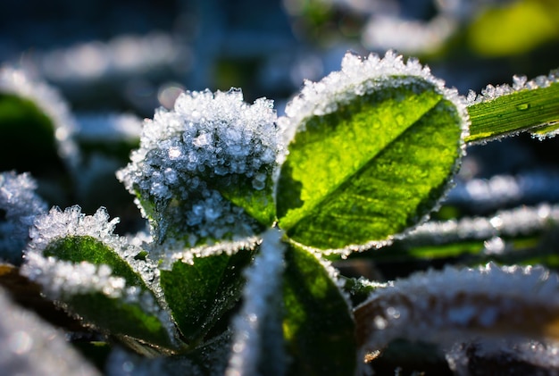 Foto nahaufnahme von frostigen blättern