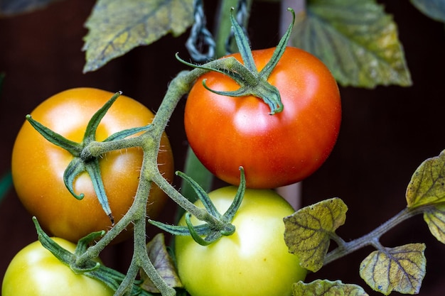 Foto nahaufnahme von früchten auf der pflanze