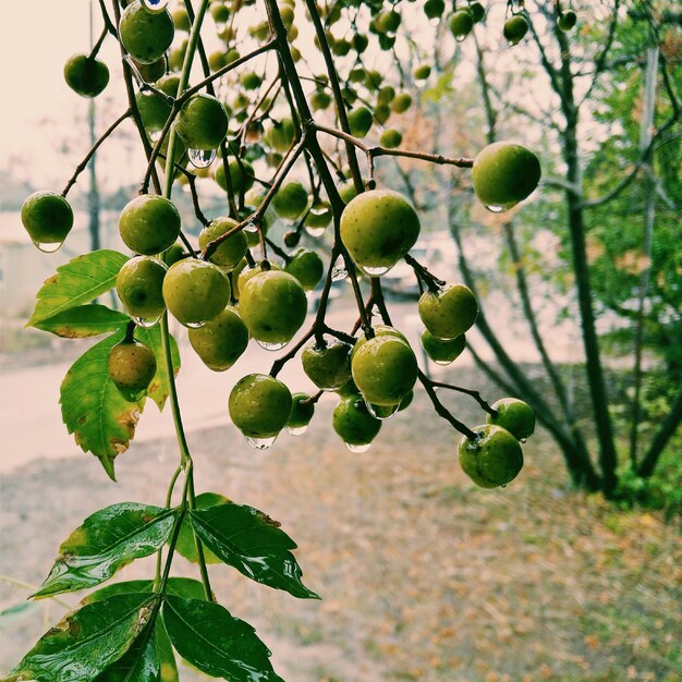 Foto nahaufnahme von früchten auf einem baum