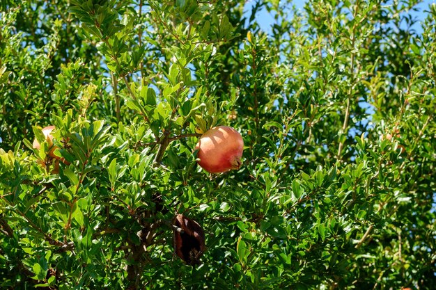 Nahaufnahme von Früchten auf einem Baum