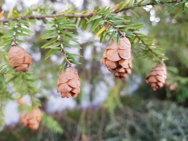 Foto nahaufnahme von früchten auf einem baum