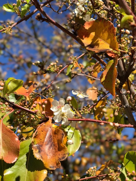 Foto nahaufnahme von früchten auf einem baum