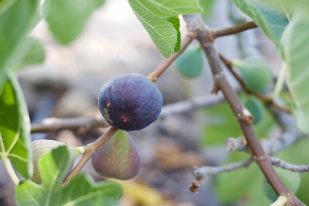 Nahaufnahme von Früchten auf einem Baum