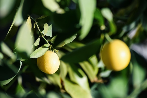 Nahaufnahme von Früchten auf einem Baum