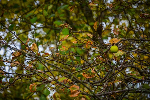 Foto nahaufnahme von früchten auf einem baum