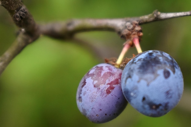 Foto nahaufnahme von früchten, die auf einem baum wachsen