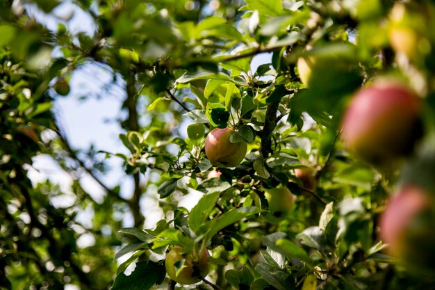 Nahaufnahme von Früchten, die auf einem Baum wachsen