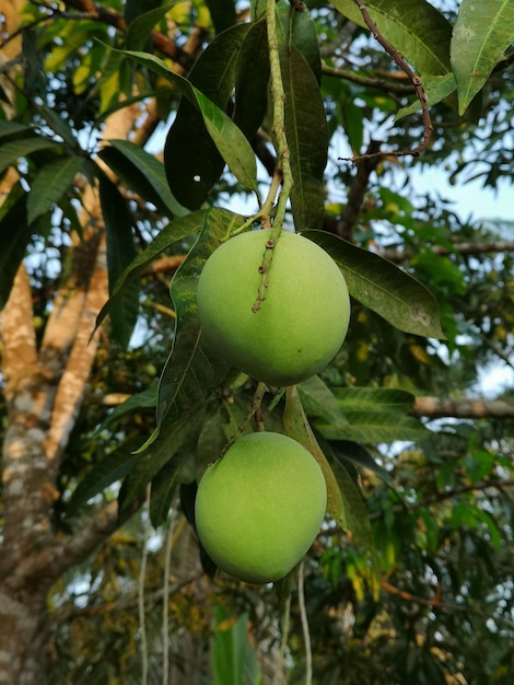 Nahaufnahme von Früchten, die auf einem Baum wachsen