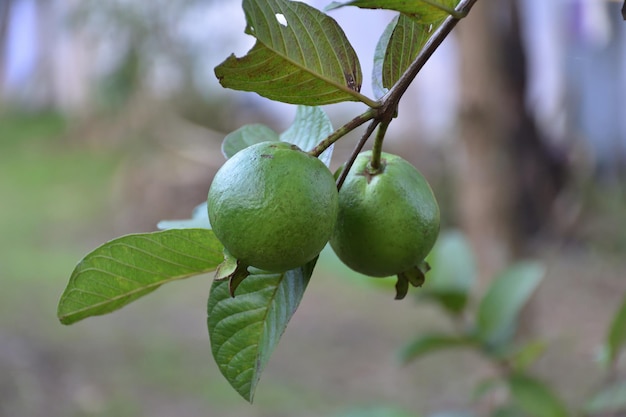 Nahaufnahme von Früchten, die auf einem Baum wachsen