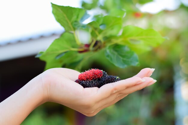 Foto nahaufnahme von früchten in der hand