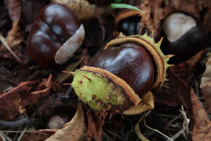 Foto nahaufnahme von früchten