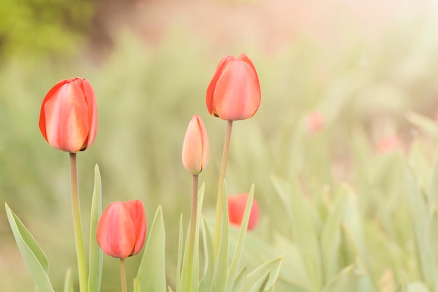 Nahaufnahme von Frühlingsblumen, Tulpen