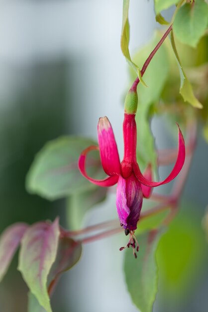 Nahaufnahme von Fuchsia Blume in der Blüte