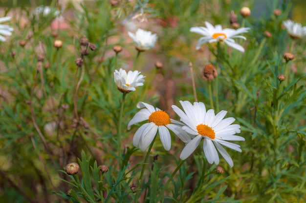 Nahaufnahme von Gänseblümchen im Frühjahr