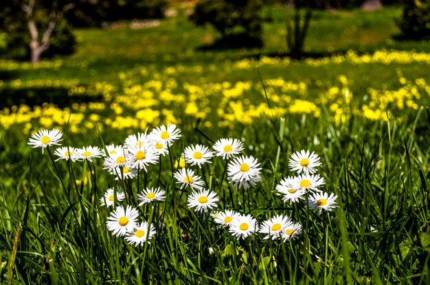 Nahaufnahme von Gänseblümchen im Frühjahr