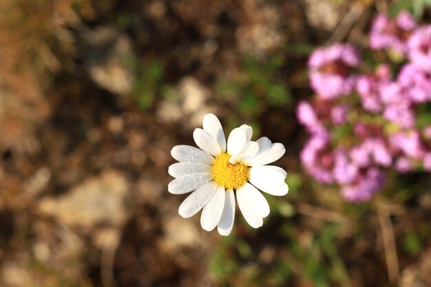 Nahaufnahme von Gänseblümchen im Grünen