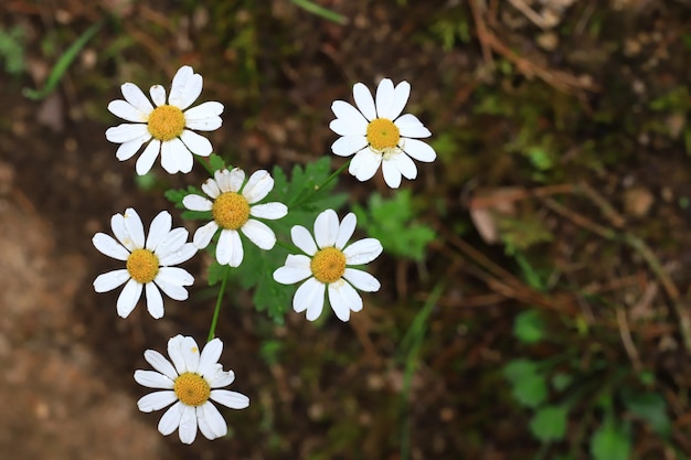 Nahaufnahme von Gänseblümchen im Grünen