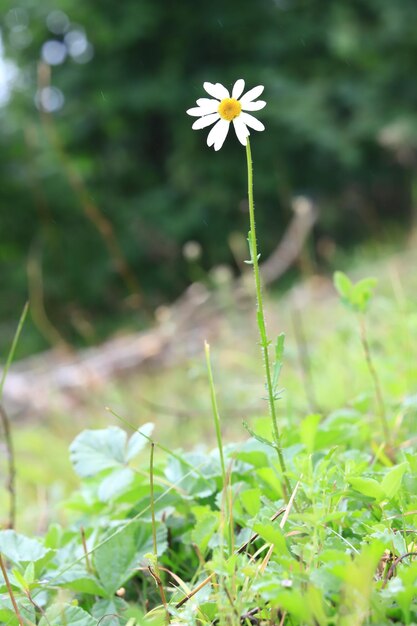 Foto nahaufnahme von gänseblümchen im grünen