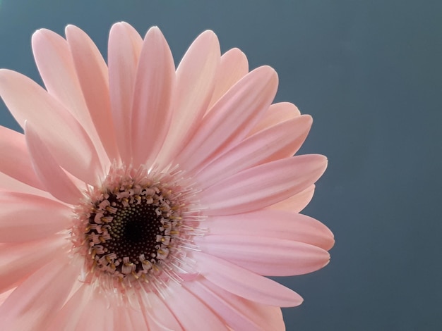 Nahaufnahme von Gänseblümchen vor weißem Hintergrund
