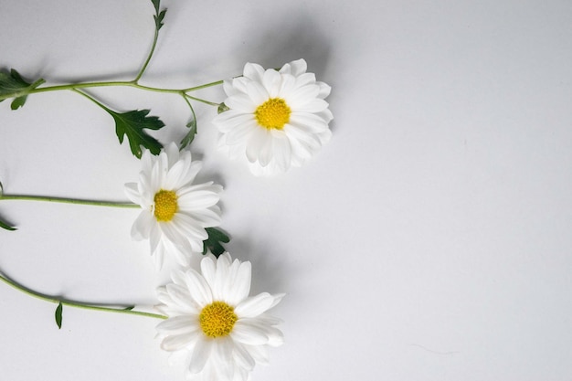 Nahaufnahme von Gänseblumen auf weißem Hintergrund