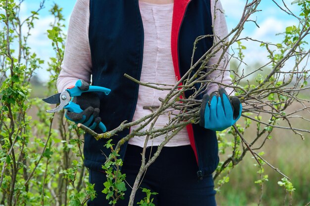 Nahaufnahme von Gärtnerhänden in Handschuhen beim Frühjahrsschnitt des Busches der schwarzen Johannisbeere