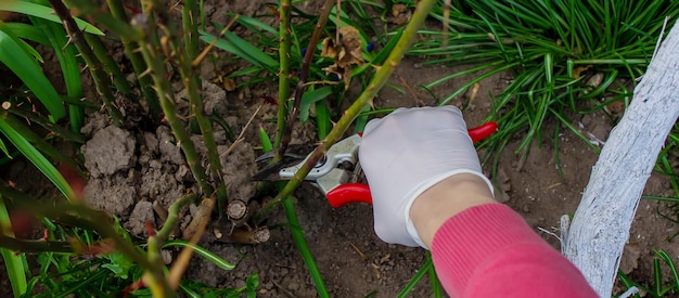 Nahaufnahme von Gärtnern in Schutzhandschuhen mit einer Gartenschere, die einen selektiven Fokus auf einen Rosenstrauch im Frühjahr beschneidet