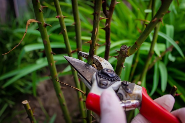 Nahaufnahme von Gärtnern in Schutzhandschuhen mit einer Gartenschere, die einen selektiven Fokus auf einen Rosenstrauch im Frühjahr beschneidet